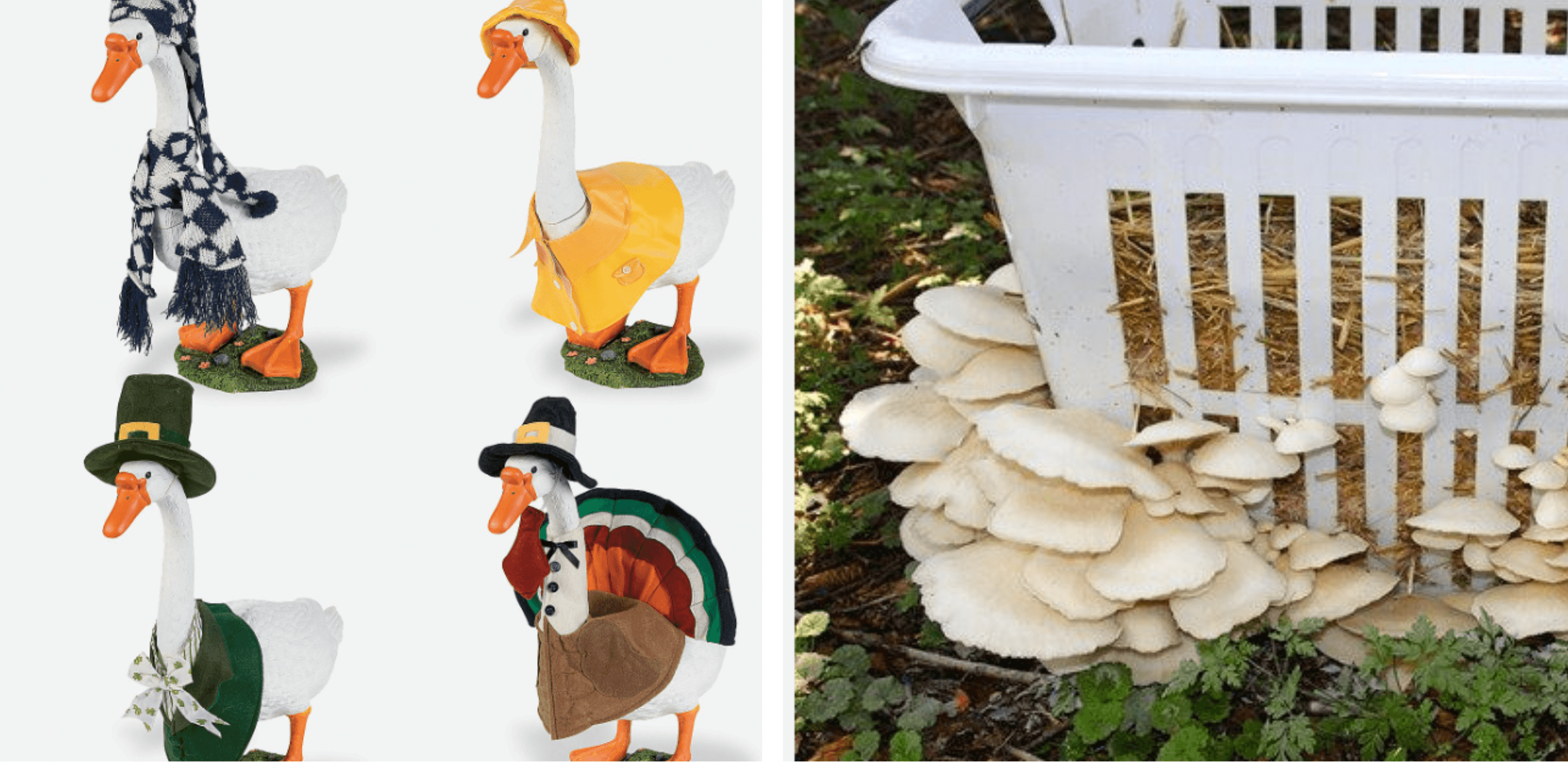 Geese in silly costumes. Laundry basket mushrooms.