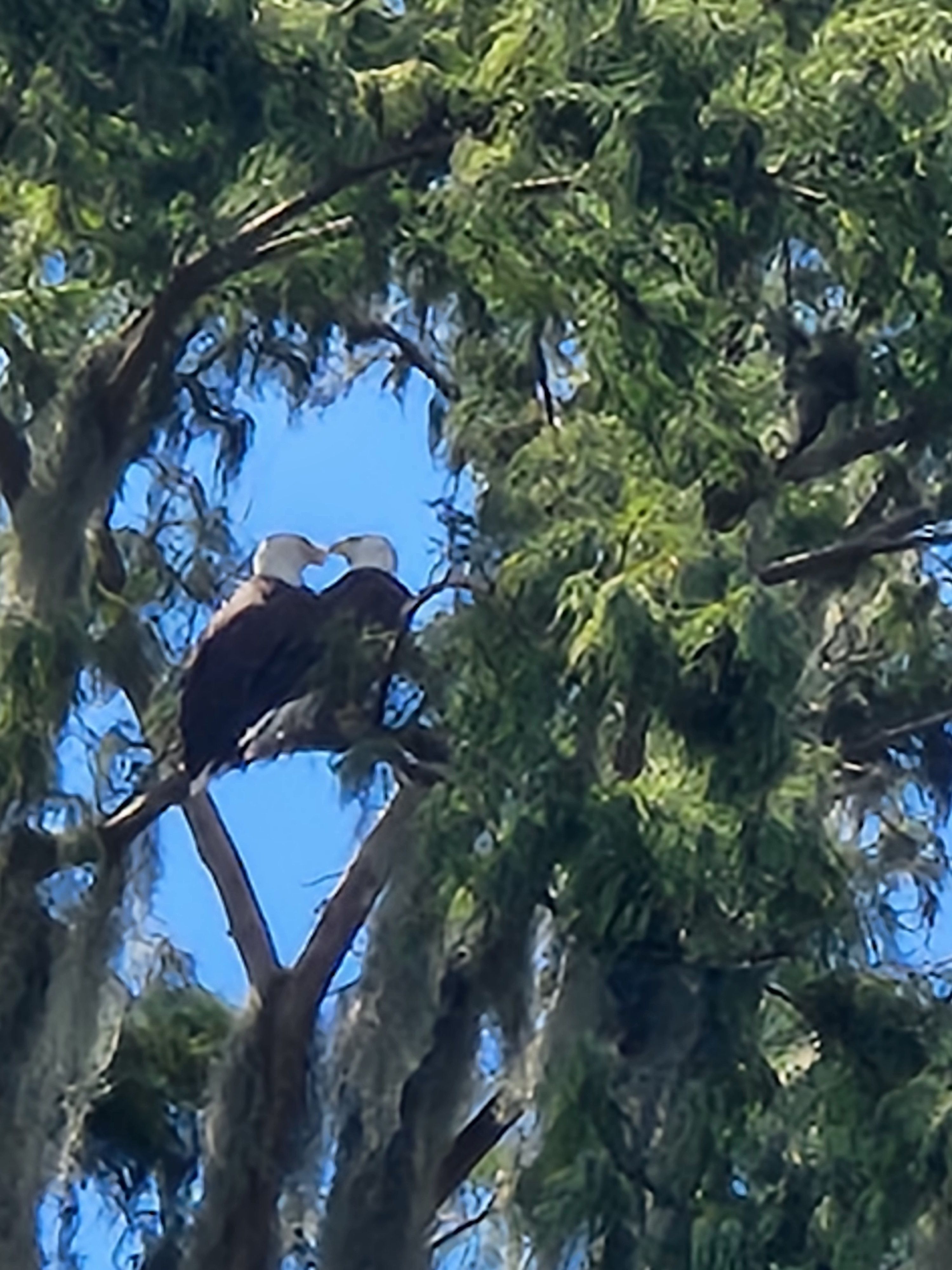 Heart of Eagles by Regina Doherty