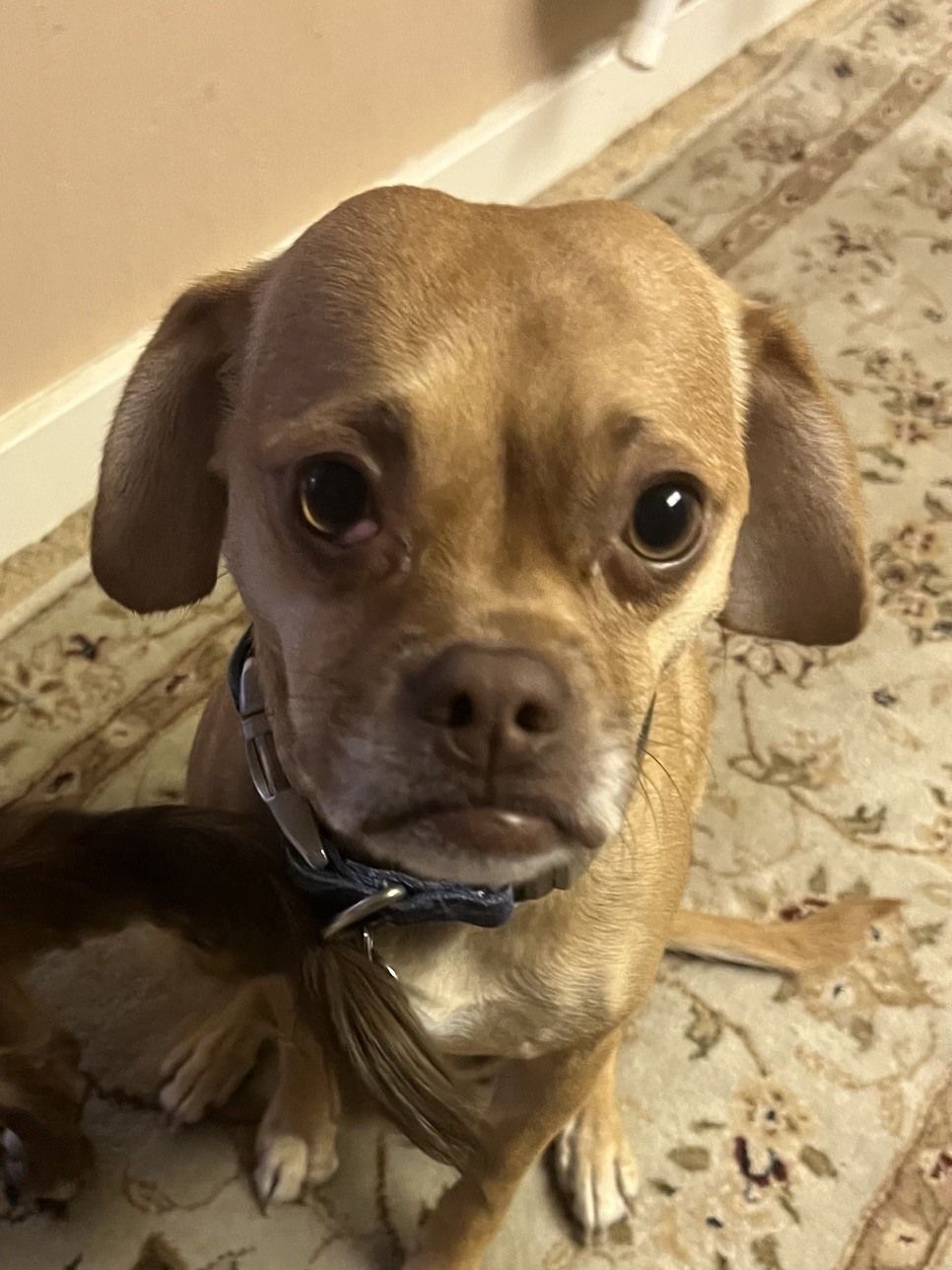 Finn