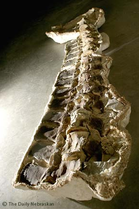 Neck vertebrae