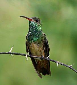 Buff-bellied Hummingbird