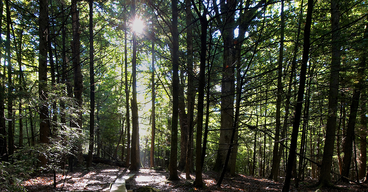 Forest Bathing with Jane Dobson