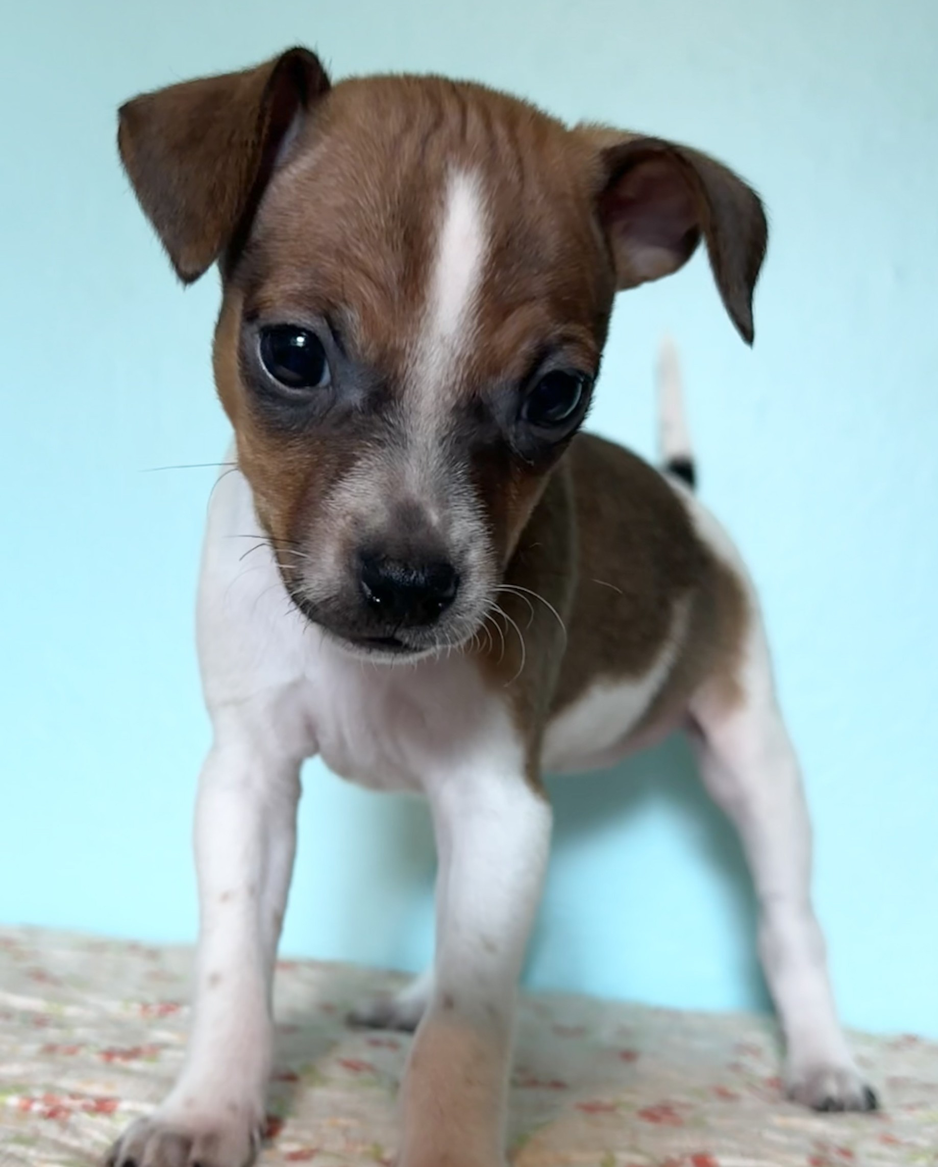 Crystal - ADOPTED