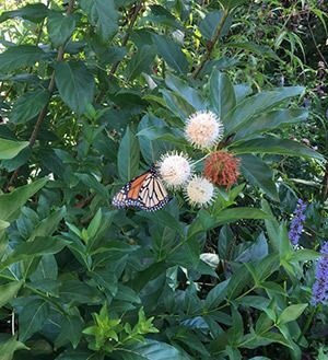 Common Buttonbush