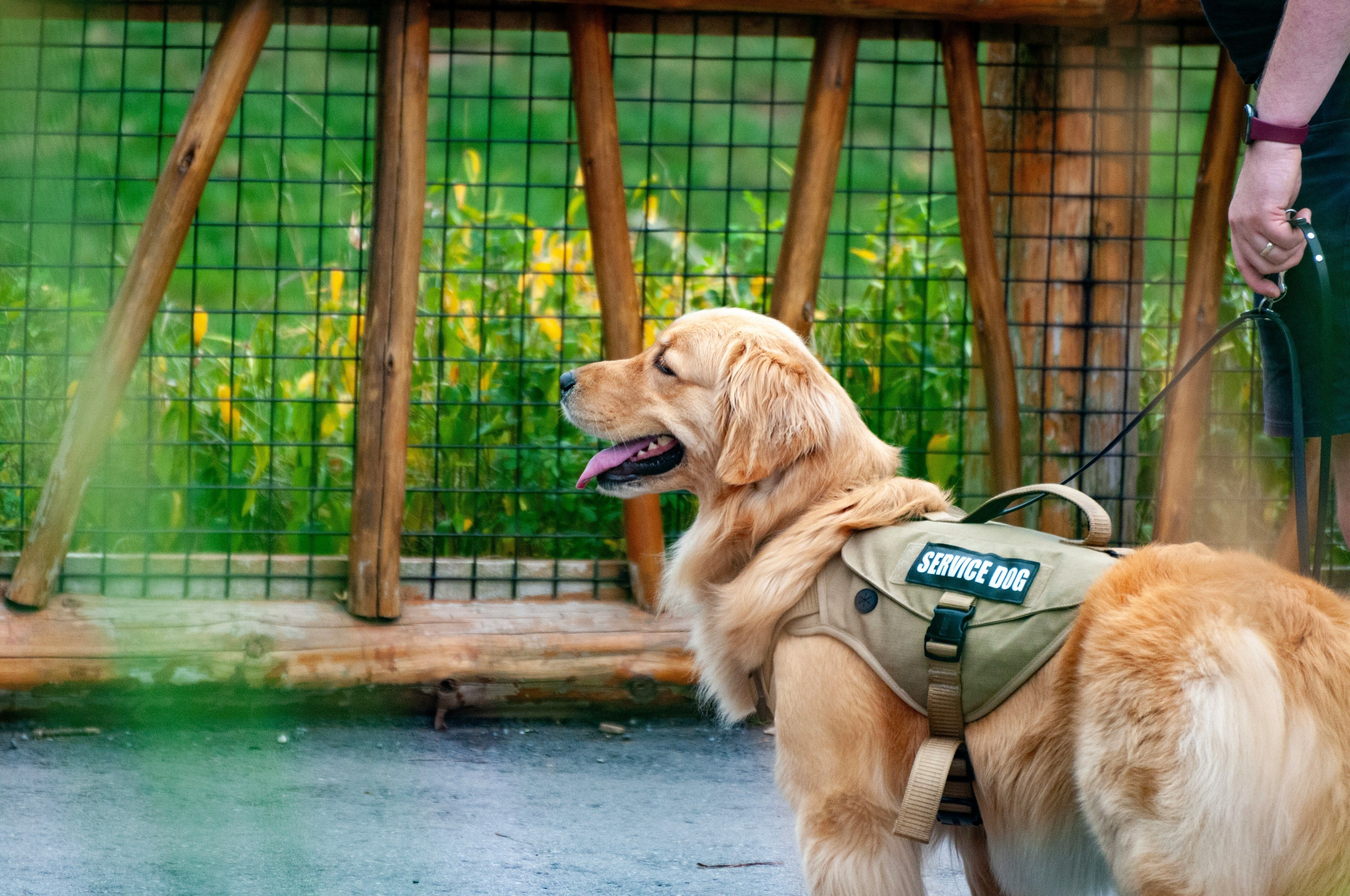 Service Dog