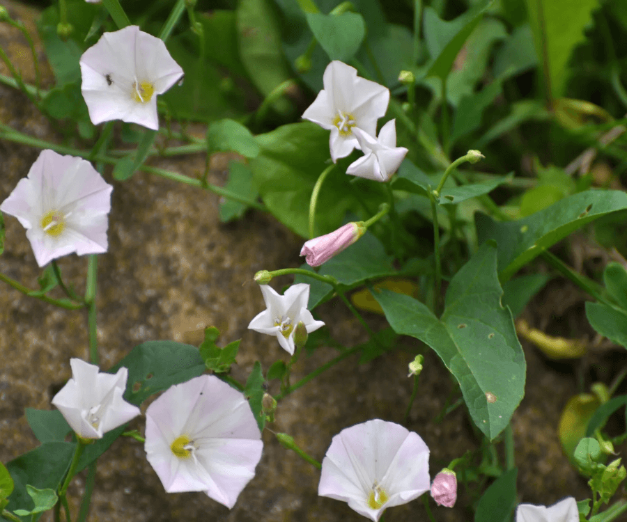 Field Bindweed