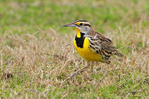 Beak of the Week: Eastern Meadowlark