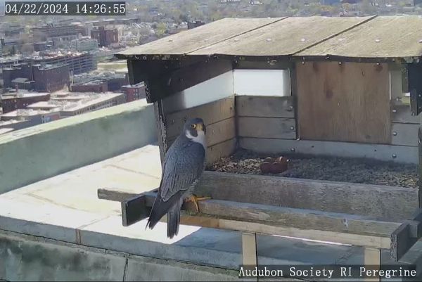 Watch: Peregrine Falcon Cam | Providence, RI | Audubon Society Of Rhode ...