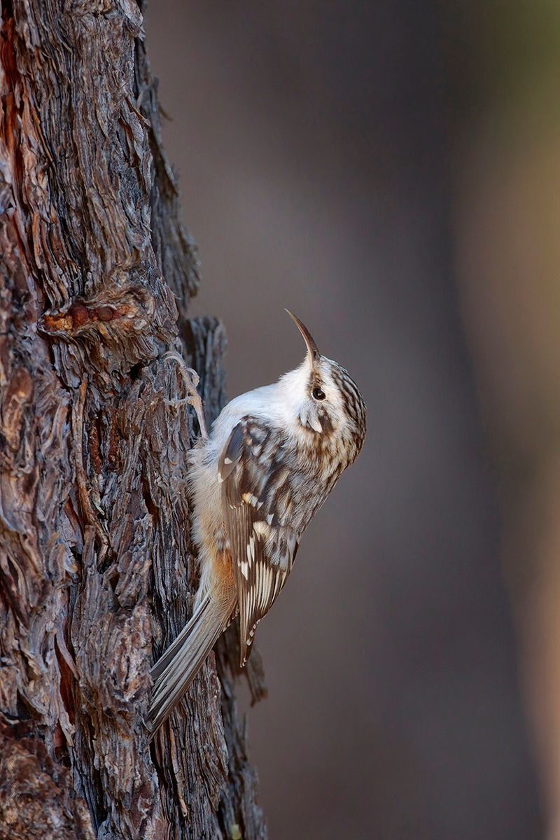 Brown Creeper