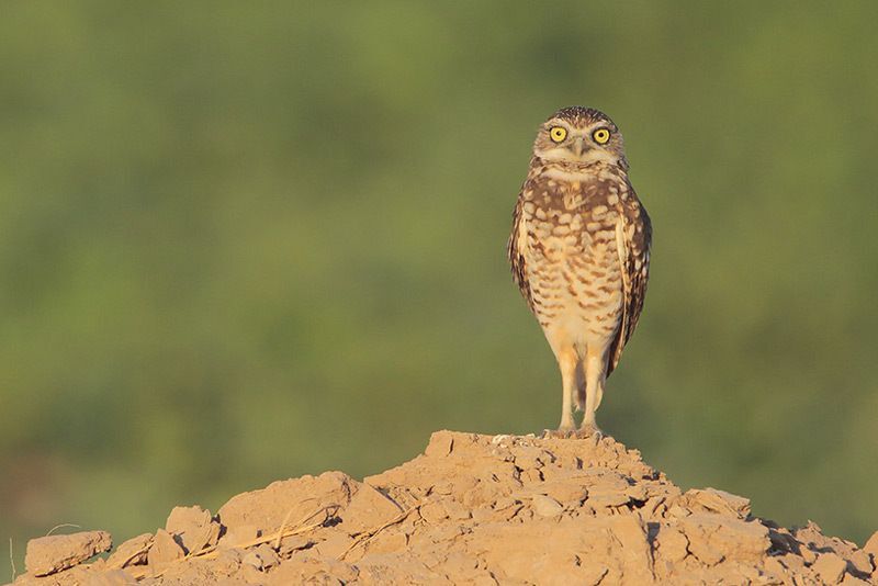 Burrowing Owl