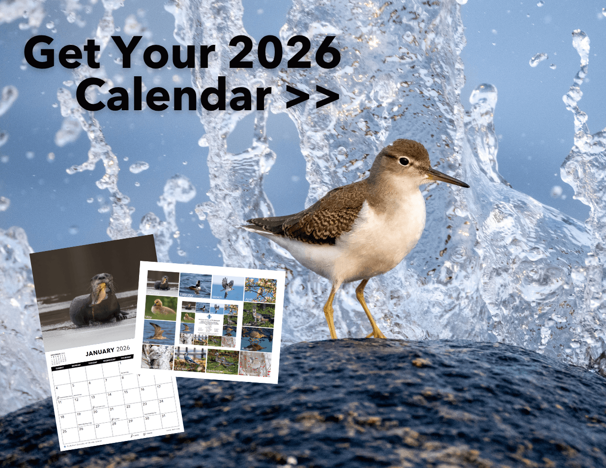 Wildlife Calendar