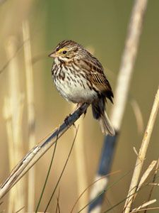Beak of the Week: Savannah Sparrow