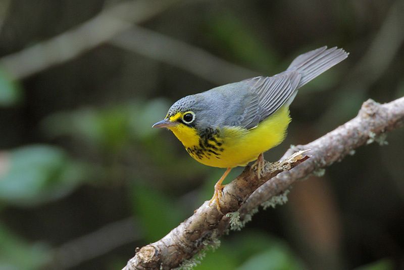 Canada Warbler (male)