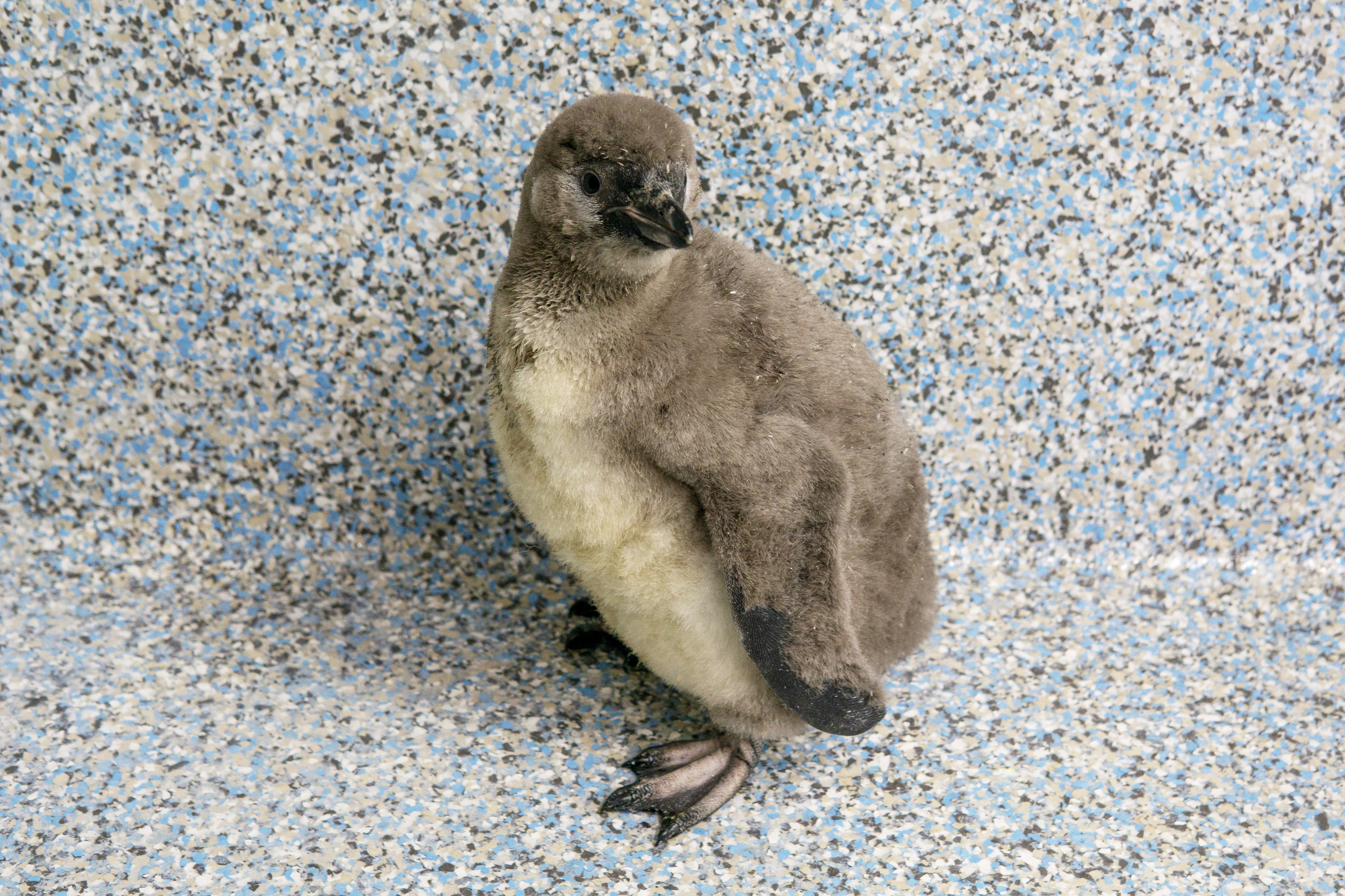 Chile the Penguin • Symbolic Adoption Package