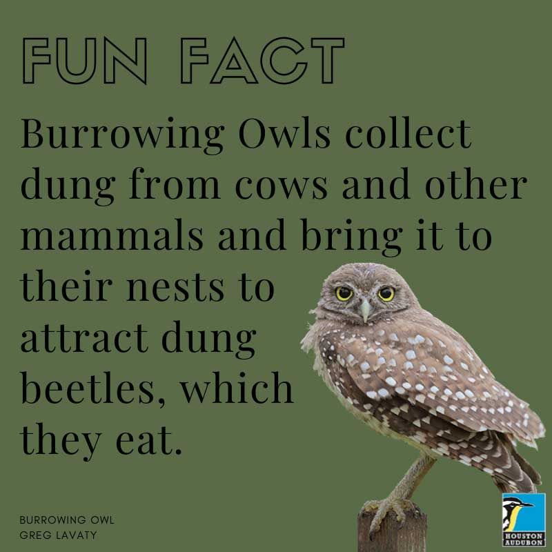Burrowing Owl fun fact
