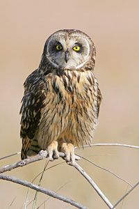 Beak of the Week: Short-eared Owl