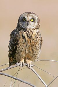 Short-eared Owl