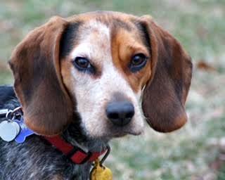 Cookie - ADOPTED