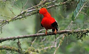 Easy Ecuador with Tropical Birding Tours