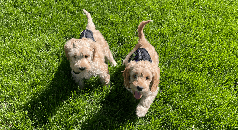 Puppies in vest running across the grass