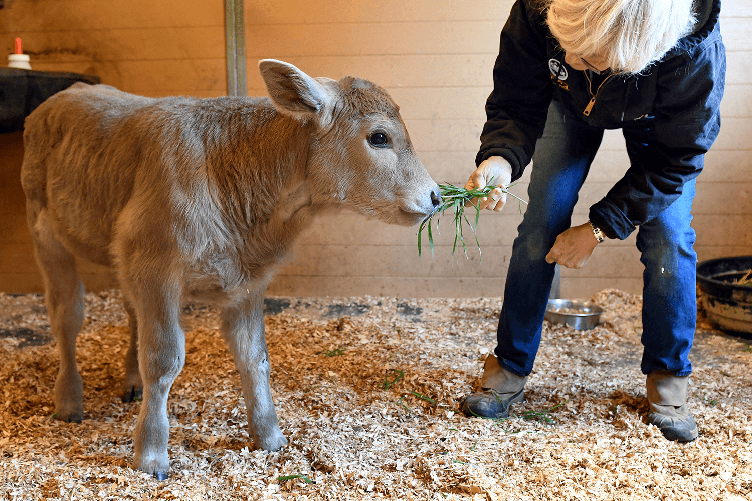 Horse & Barn Animal Rescue