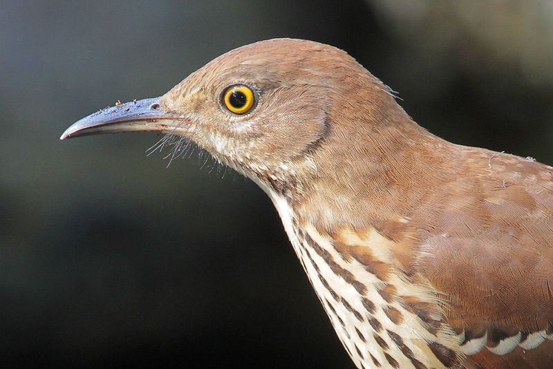 Brown Thrasher