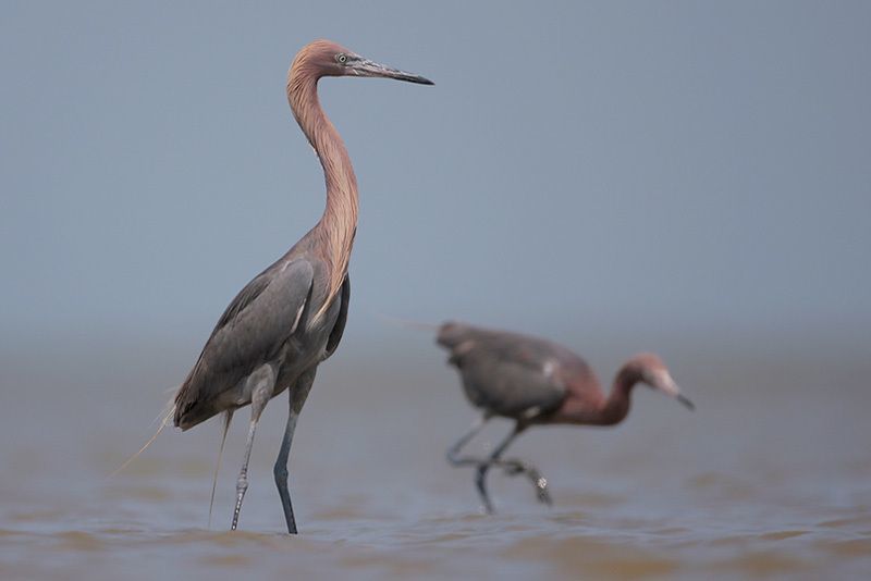 Reddish Egrets