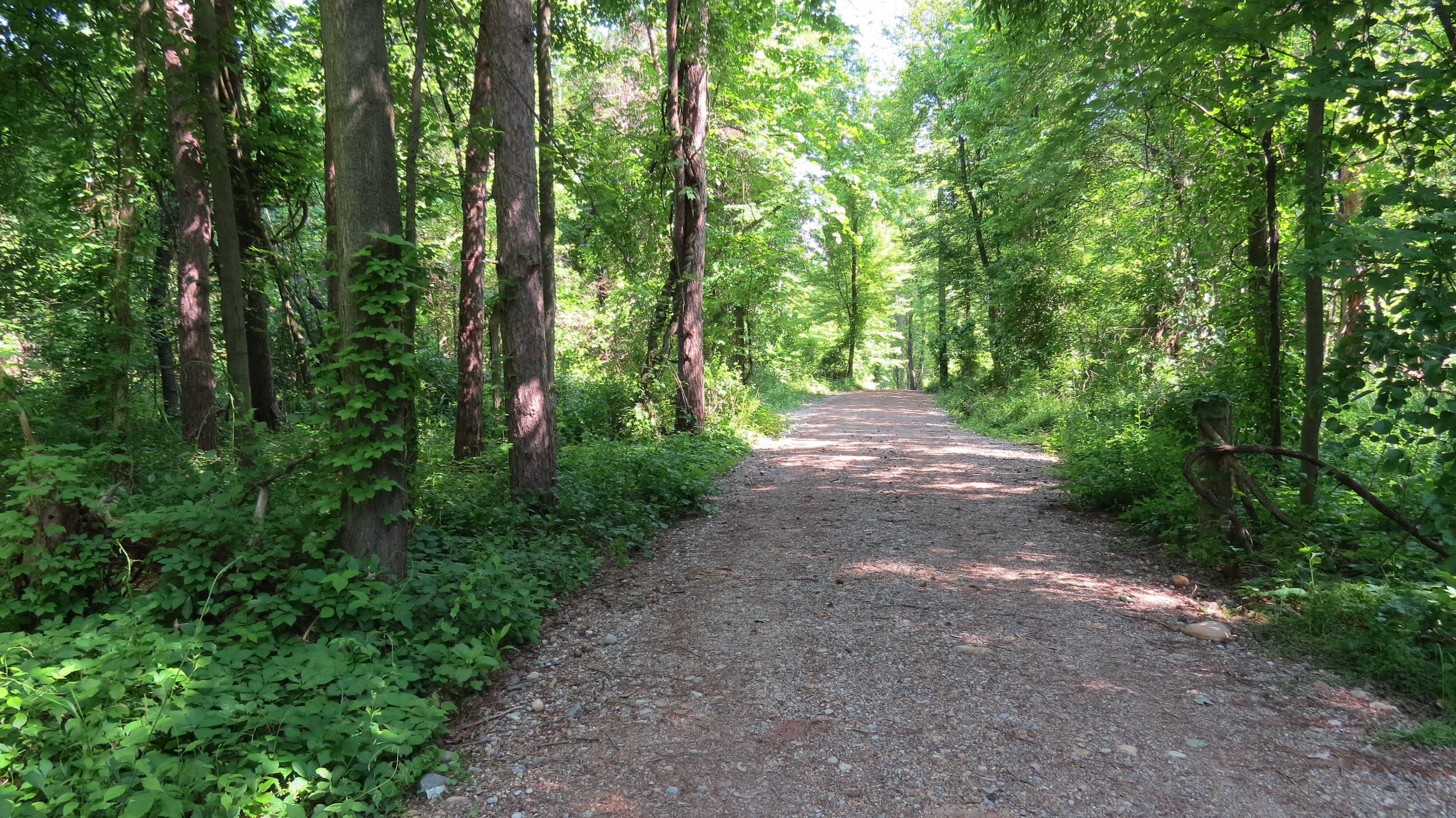 Gravel trail winding through trees at Bailey Nature Preserve
