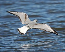 Bonaparte's Gull