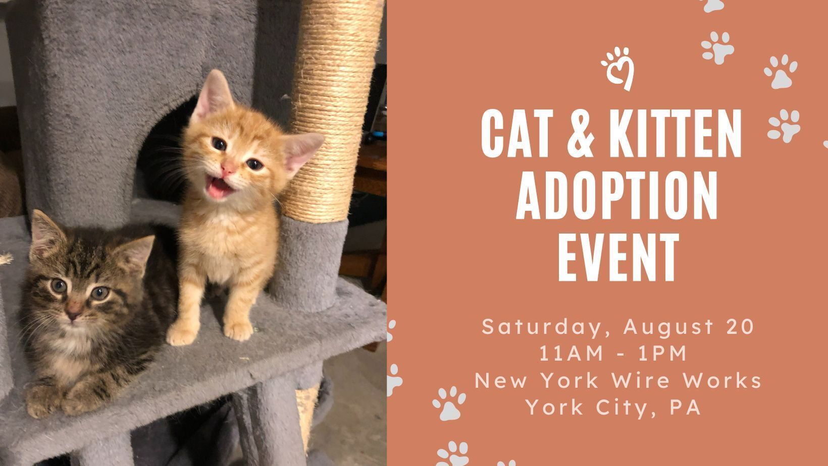 Cat adoption hot sale york