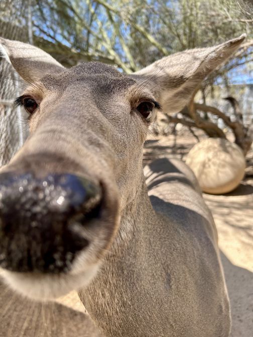 A female mule deer, ears alert, looks toward the camera with a beautiful summer yellow plant in the background