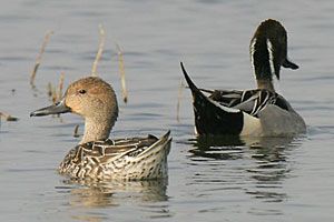 Northern Pintails (female, back view of male)