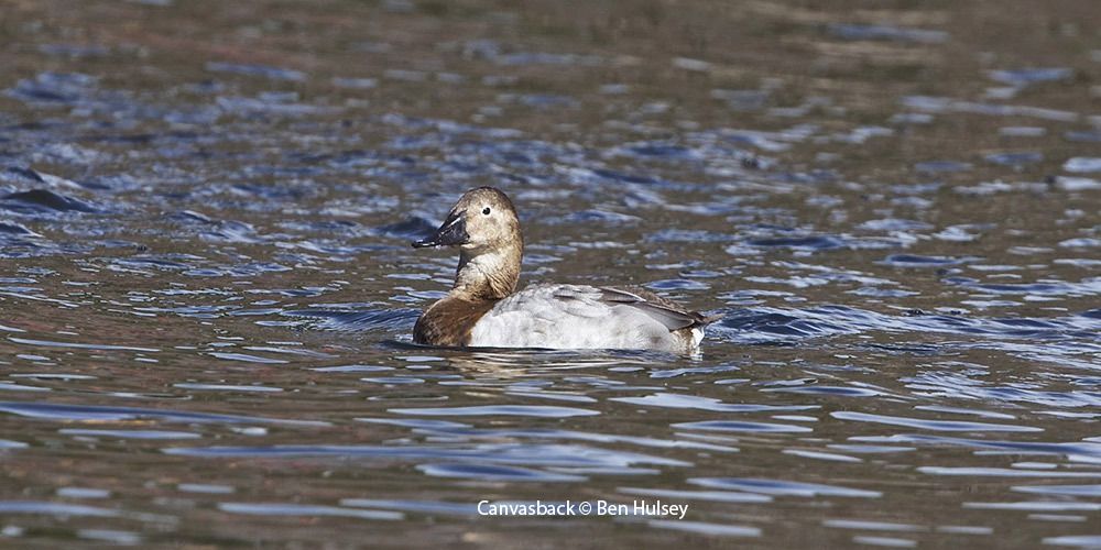 Canvasback