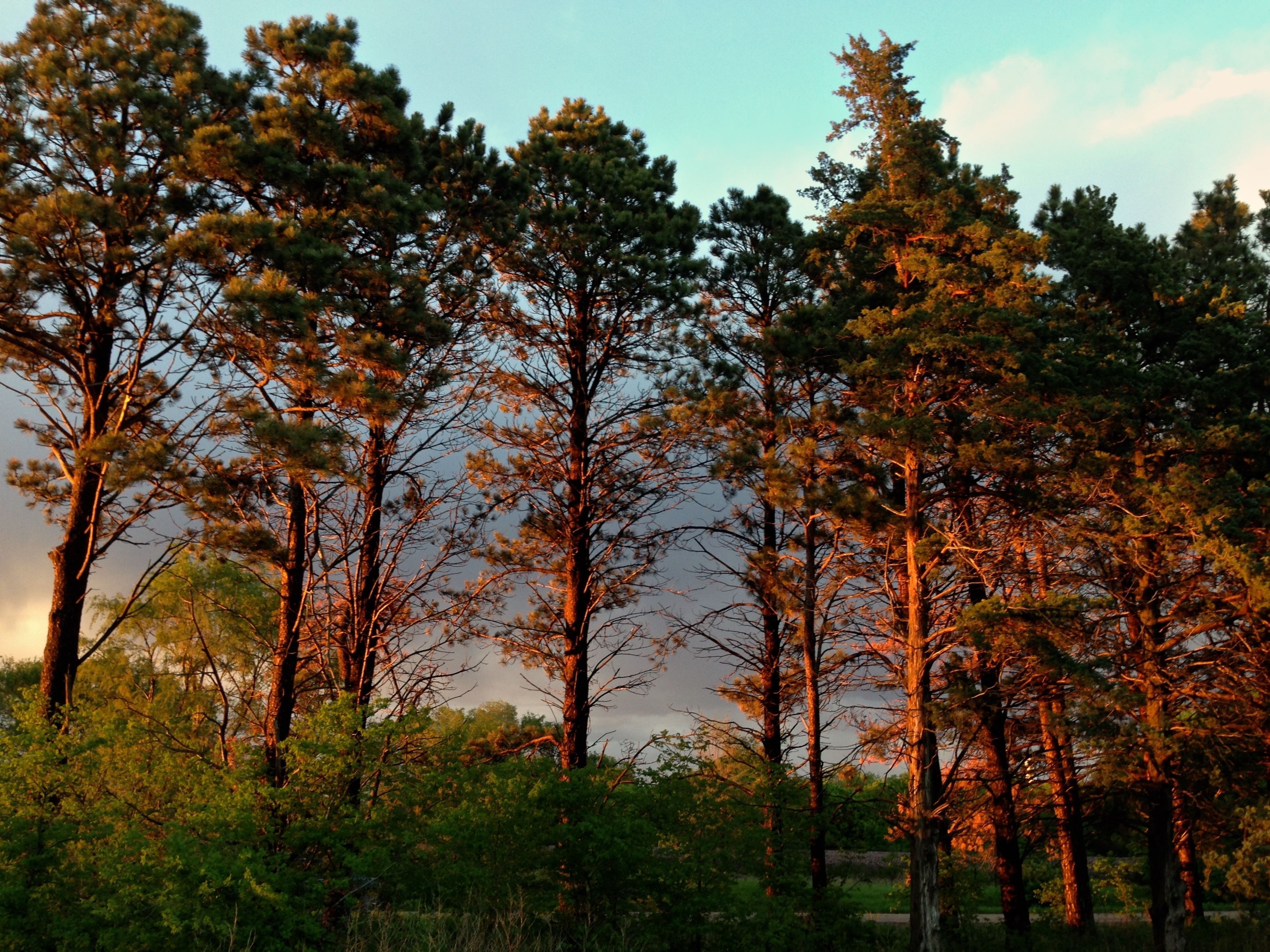 Tall pine trees illuminated by the setting sun. 