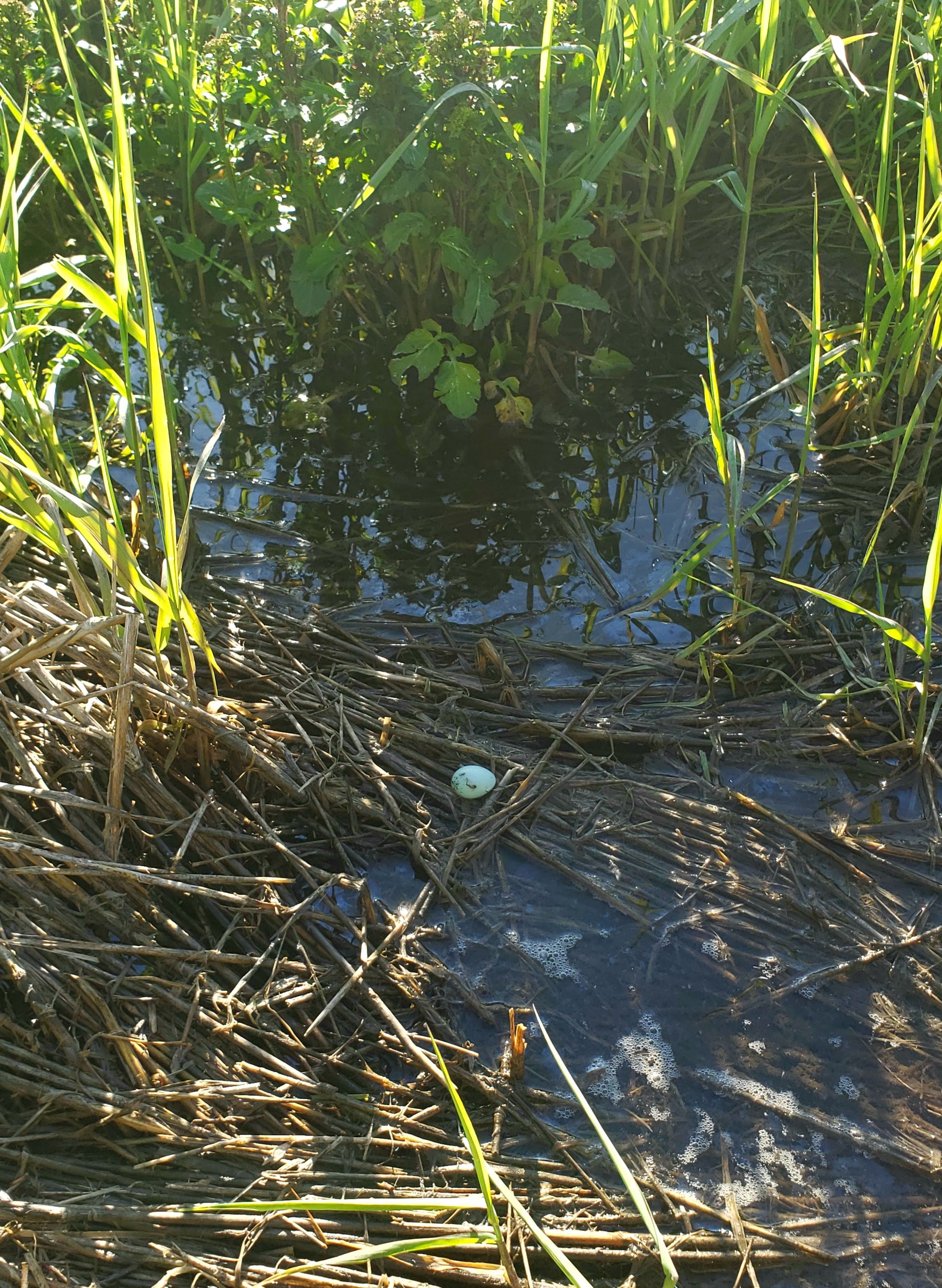 A closeup shot of a robin's egg, balanced on some sticks on the bank of a creek.