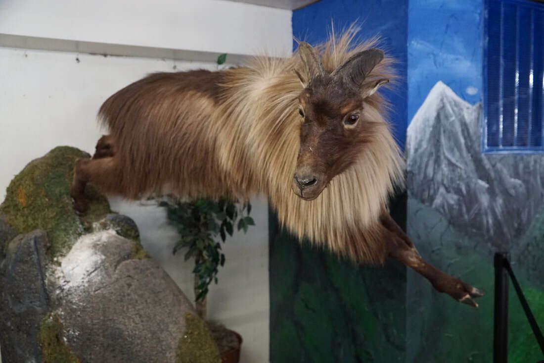 Taxidermy animal at Lattimore Collection, General Tommy Franks Museum