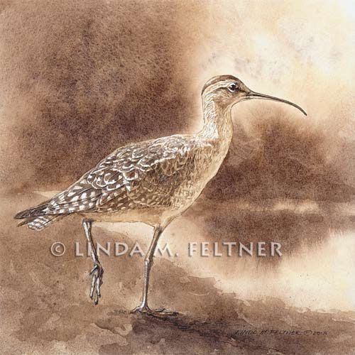 Eskimo Curlew–Gone But Not Forgotten