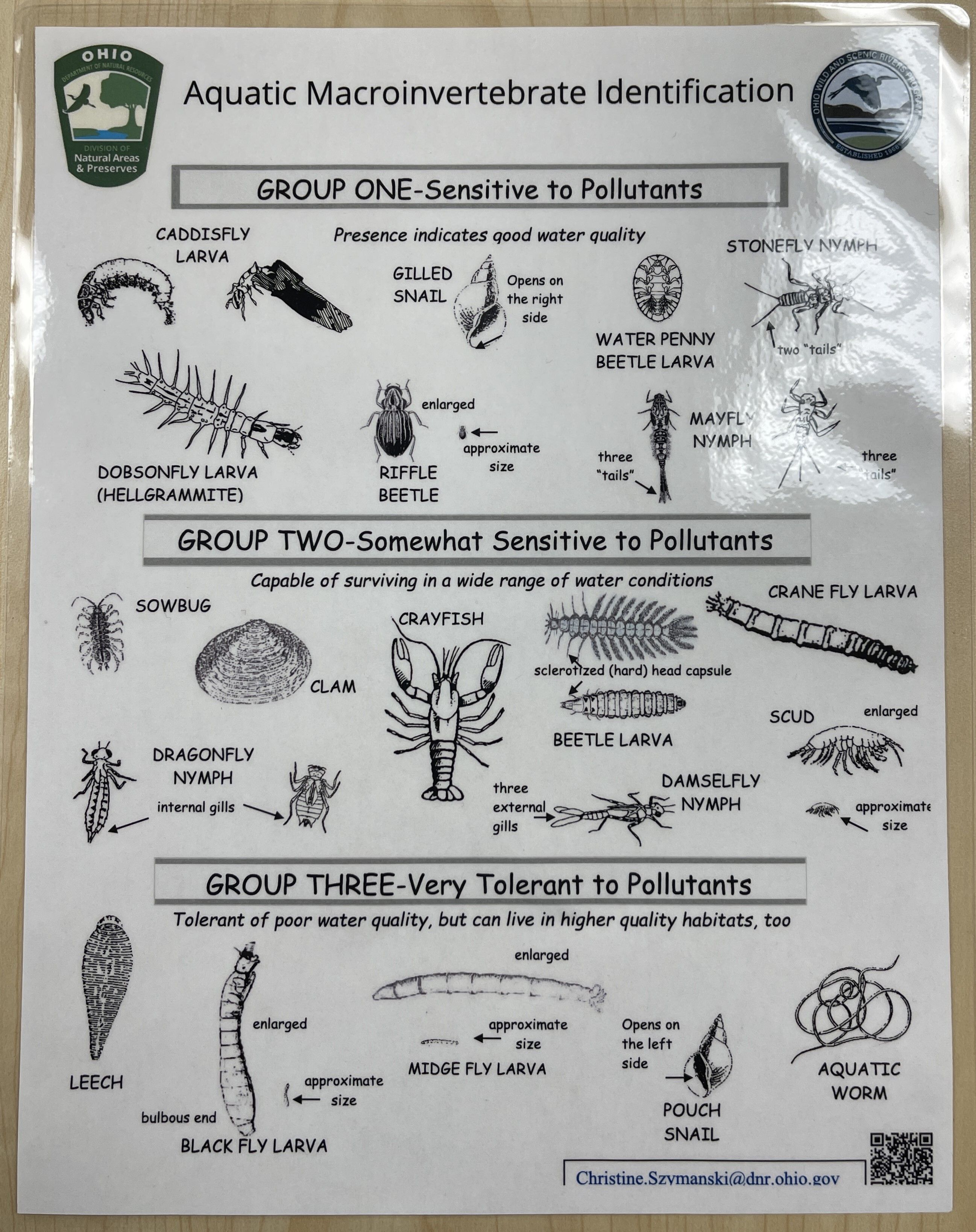 Macroinvertebrate ID Key
