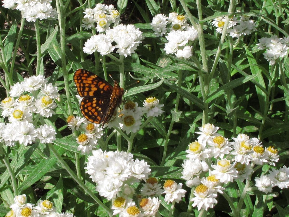 A picture of a male standing on a rock looking at Prusik Peak in the Enchantments.
