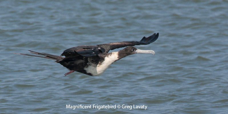 Magnificent Frigatebird