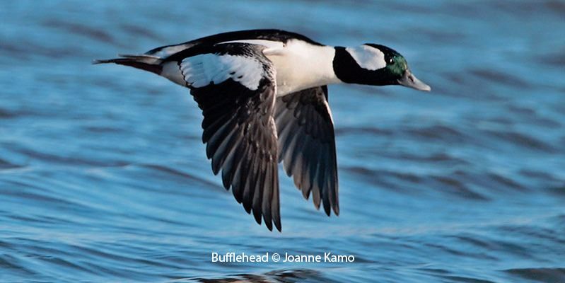 Bufflehead