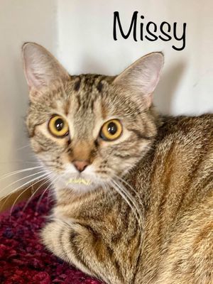 MISSY