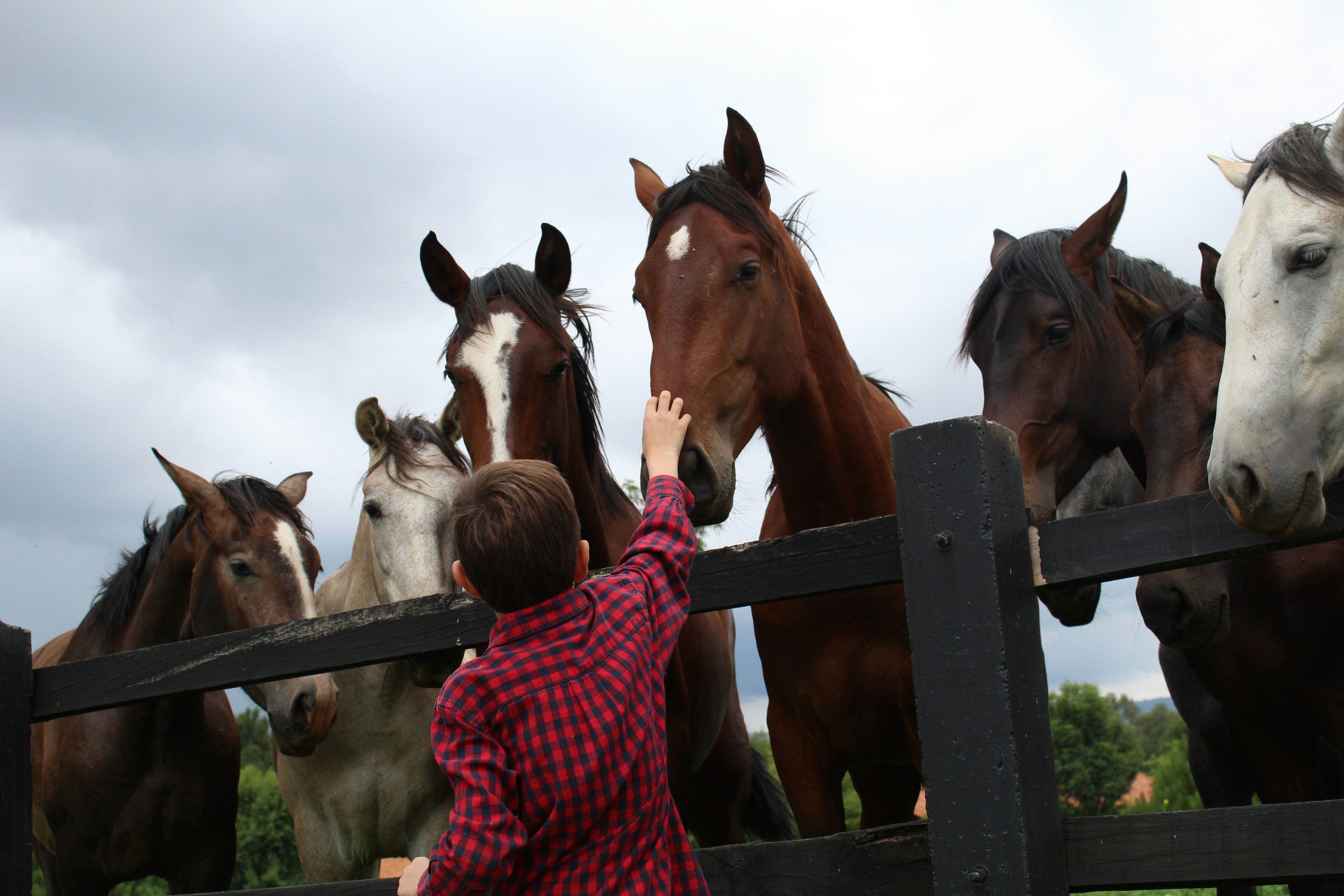horses and child