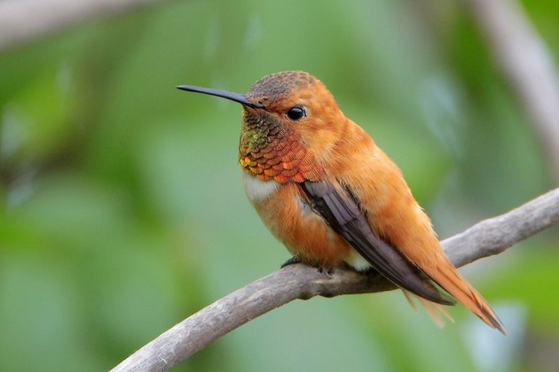 Rufous Hummingbird male