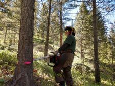 Fuels Management on the Salmon Challis National Forest