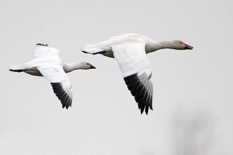 Ross’s Goose and Snow Goose