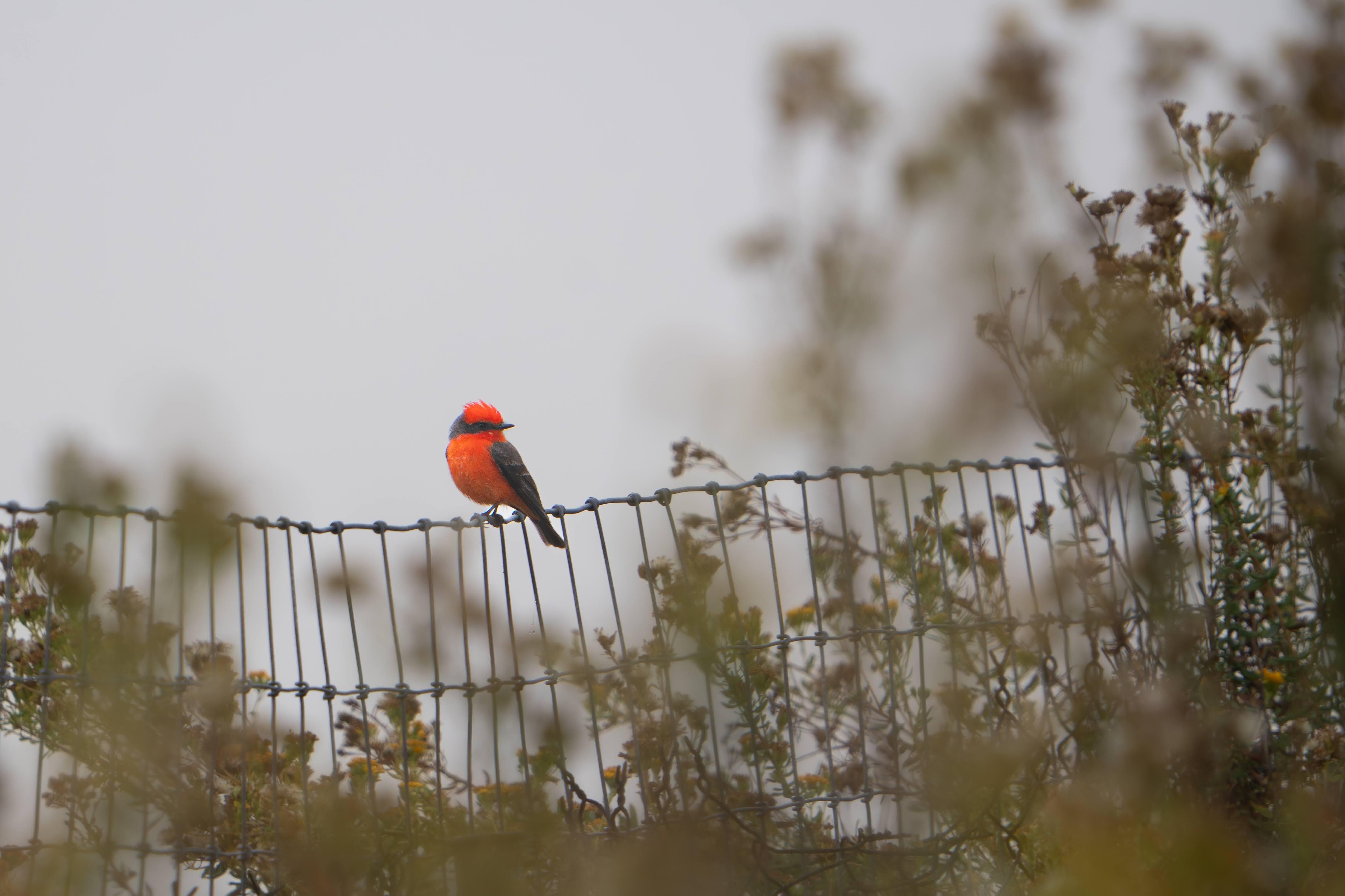 Vermillion Flycatcher taken at Bataquitos Lagoon by Keenan Hye (November 2025)