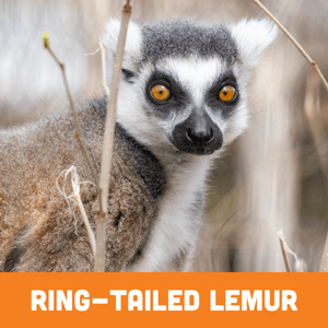 ring-tailed lemur