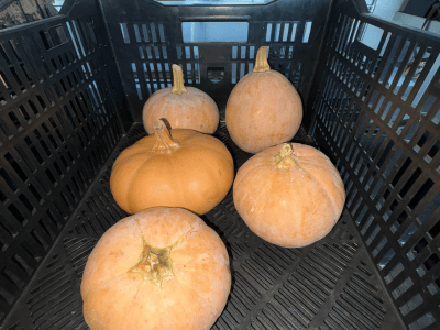 Happy Halloween from the Butterkin Squash!