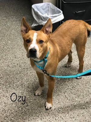 OZY